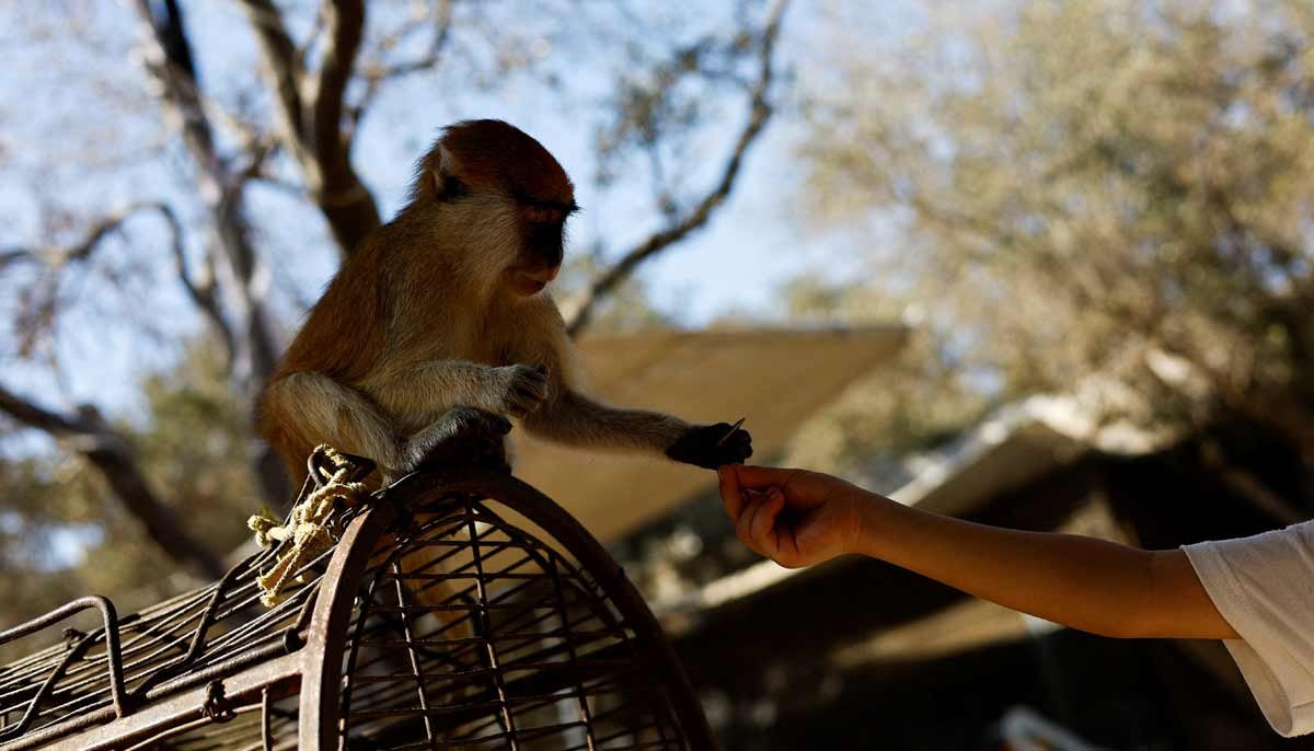 At a Gaza zoo, war takes its toll on the animals